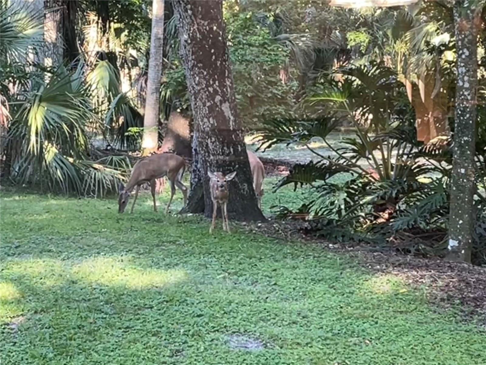 Image 13 of 77 For 8725 Quail Run Drive