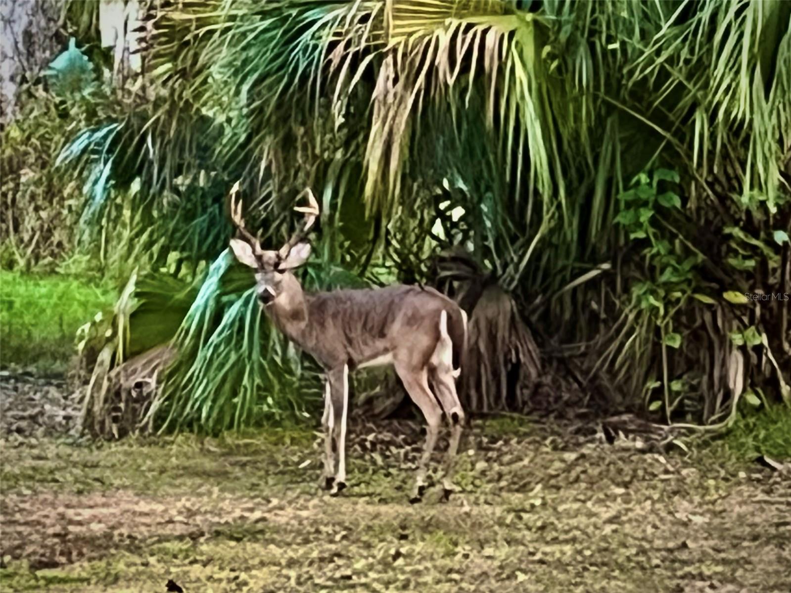 Image 71 of 77 For 8725 Quail Run Drive