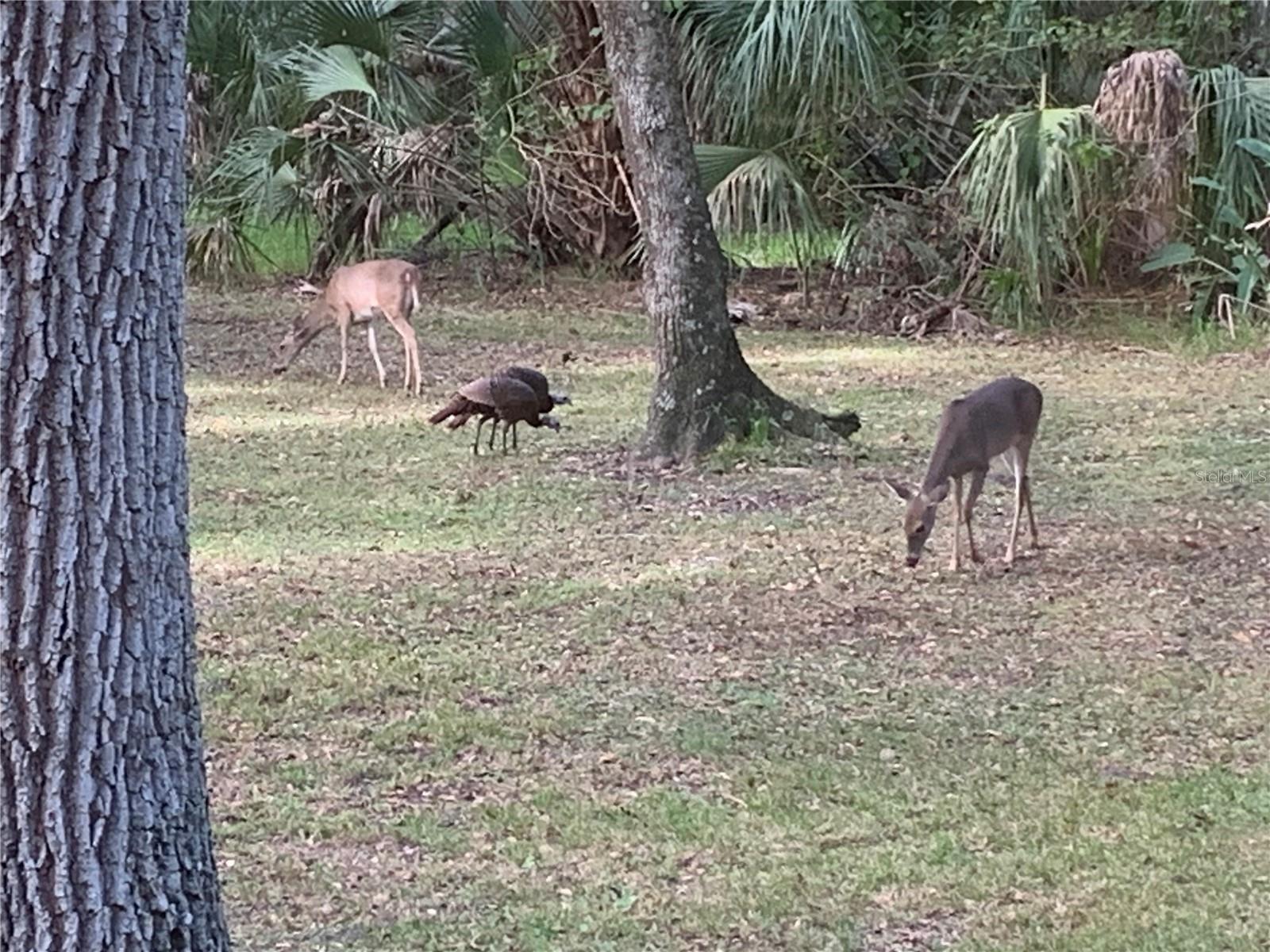 Image 72 of 77 For 8725 Quail Run Drive