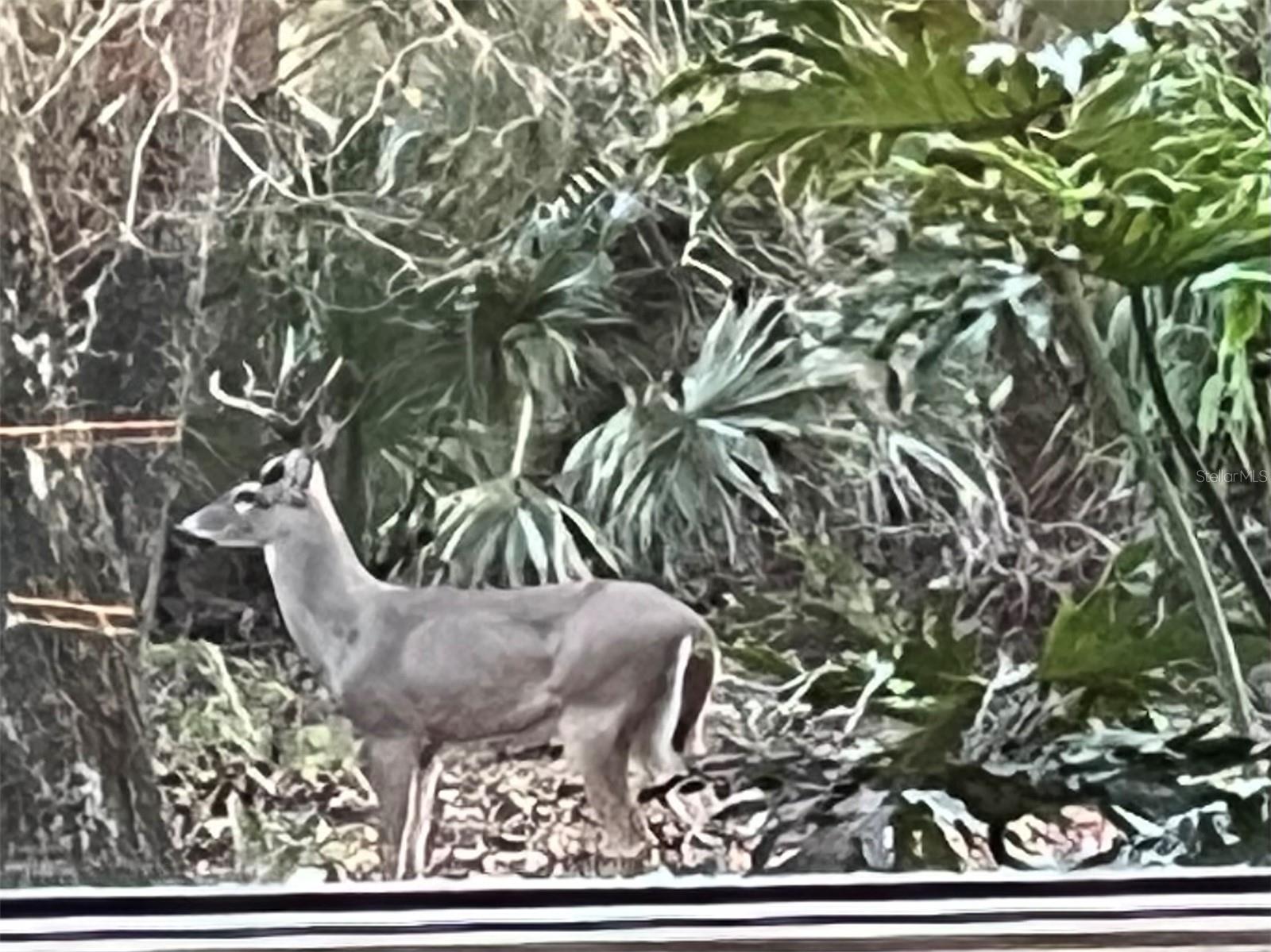 Image 75 of 77 For 8725 Quail Run Drive