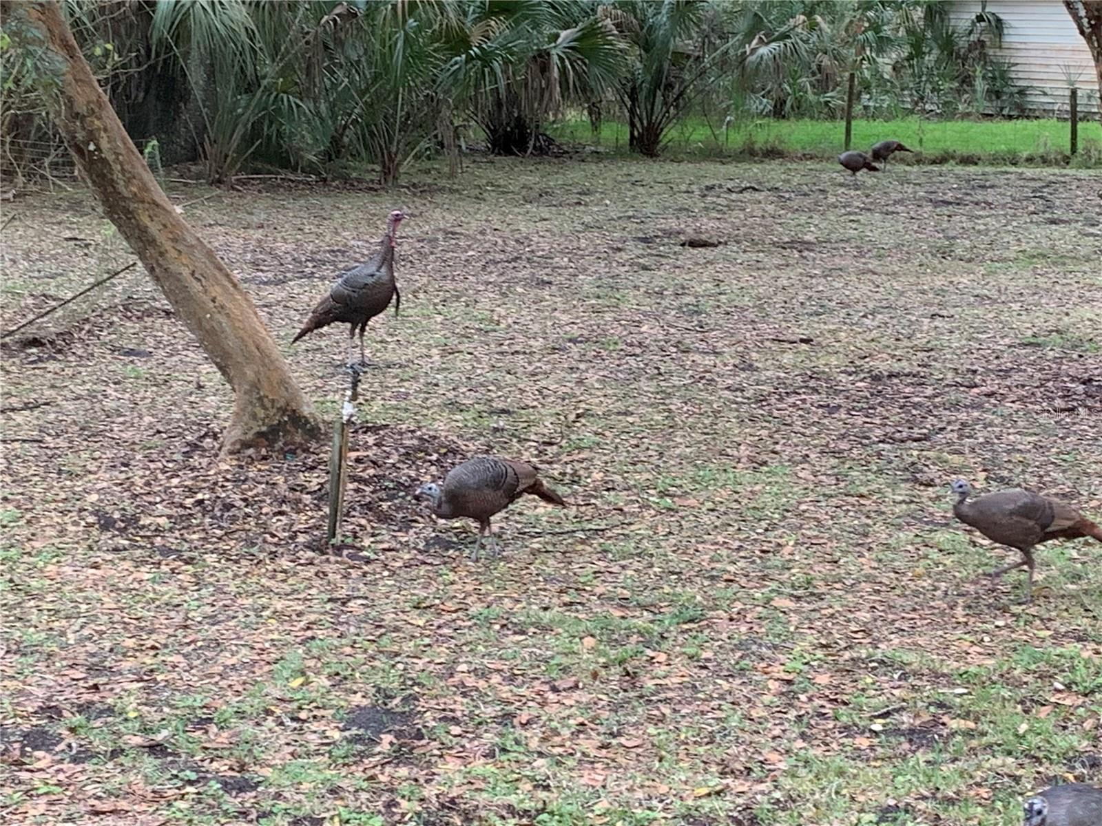 Image 77 of 77 For 8725 Quail Run Drive