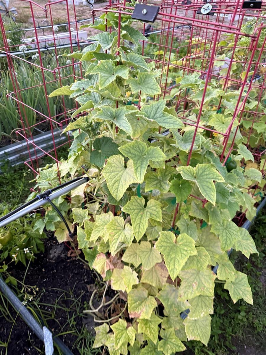 Image 39 of 43 For 25250 Sr 64  