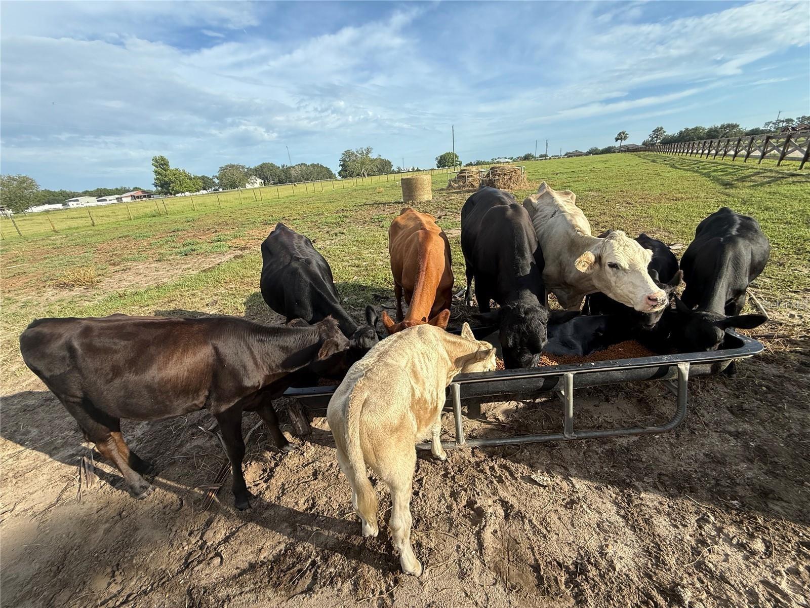 Image 43 of 43 For 25250 Sr 64  