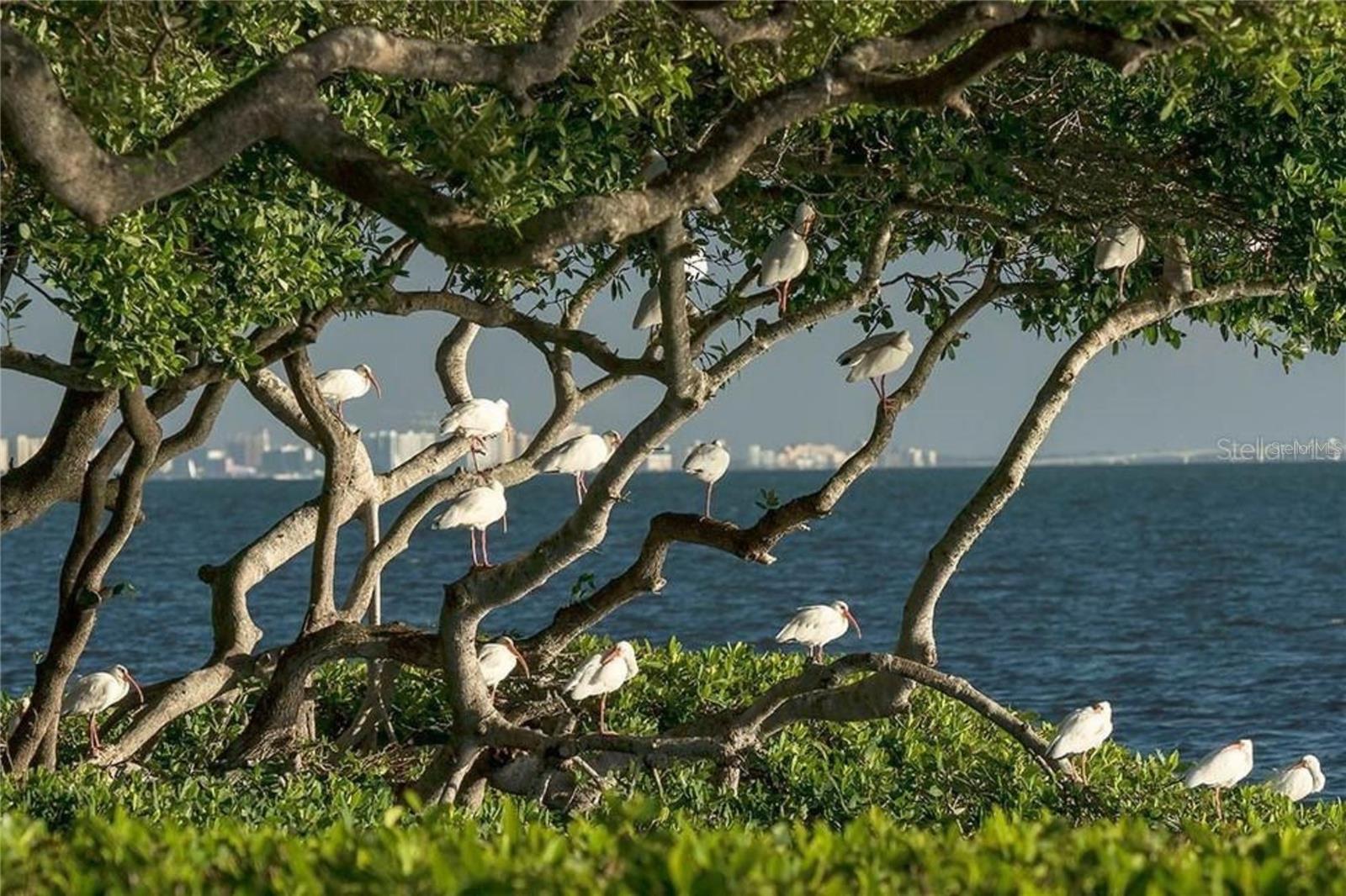 Image 99 of 100 For 58 Tidy Island Boulevard