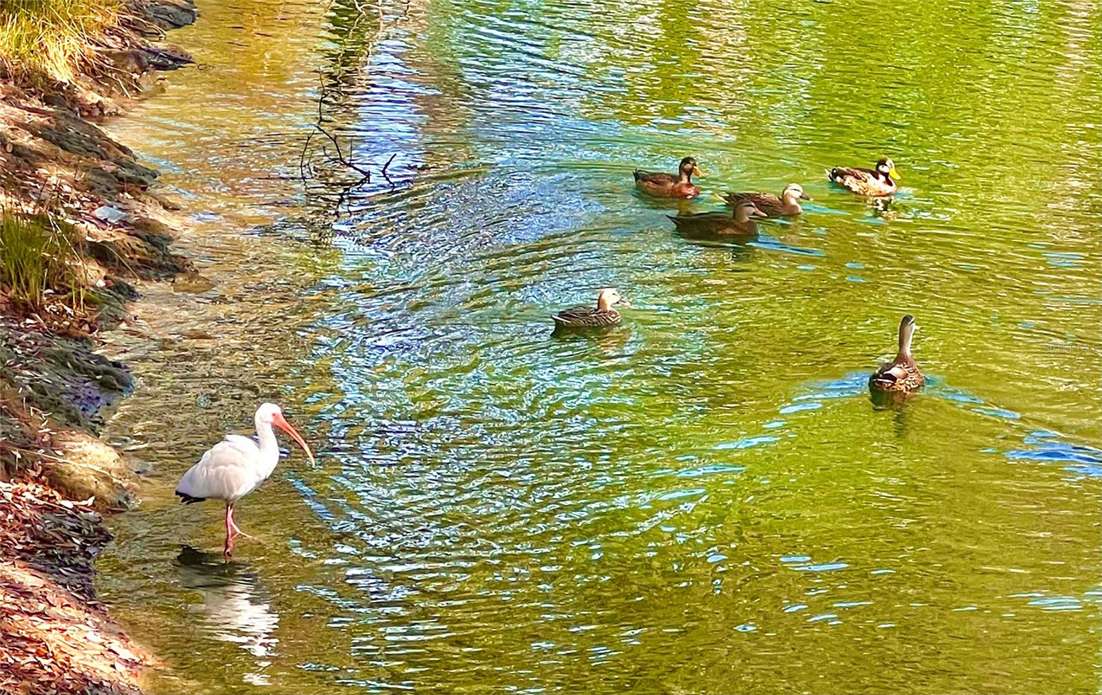 Image 44 of 62 For 7801 Ontario Street Circle