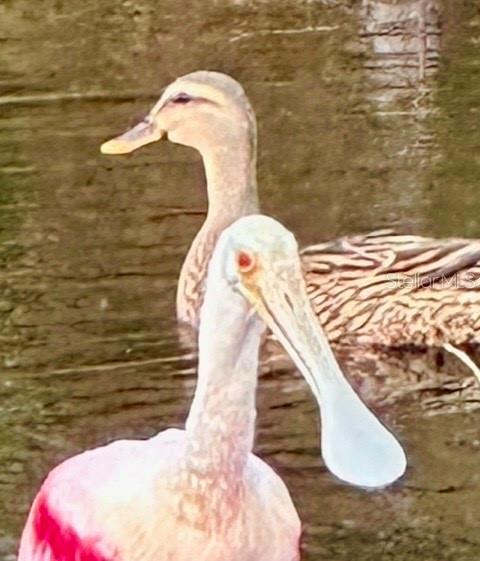 Image 49 of 62 For 7801 Ontario Street Circle