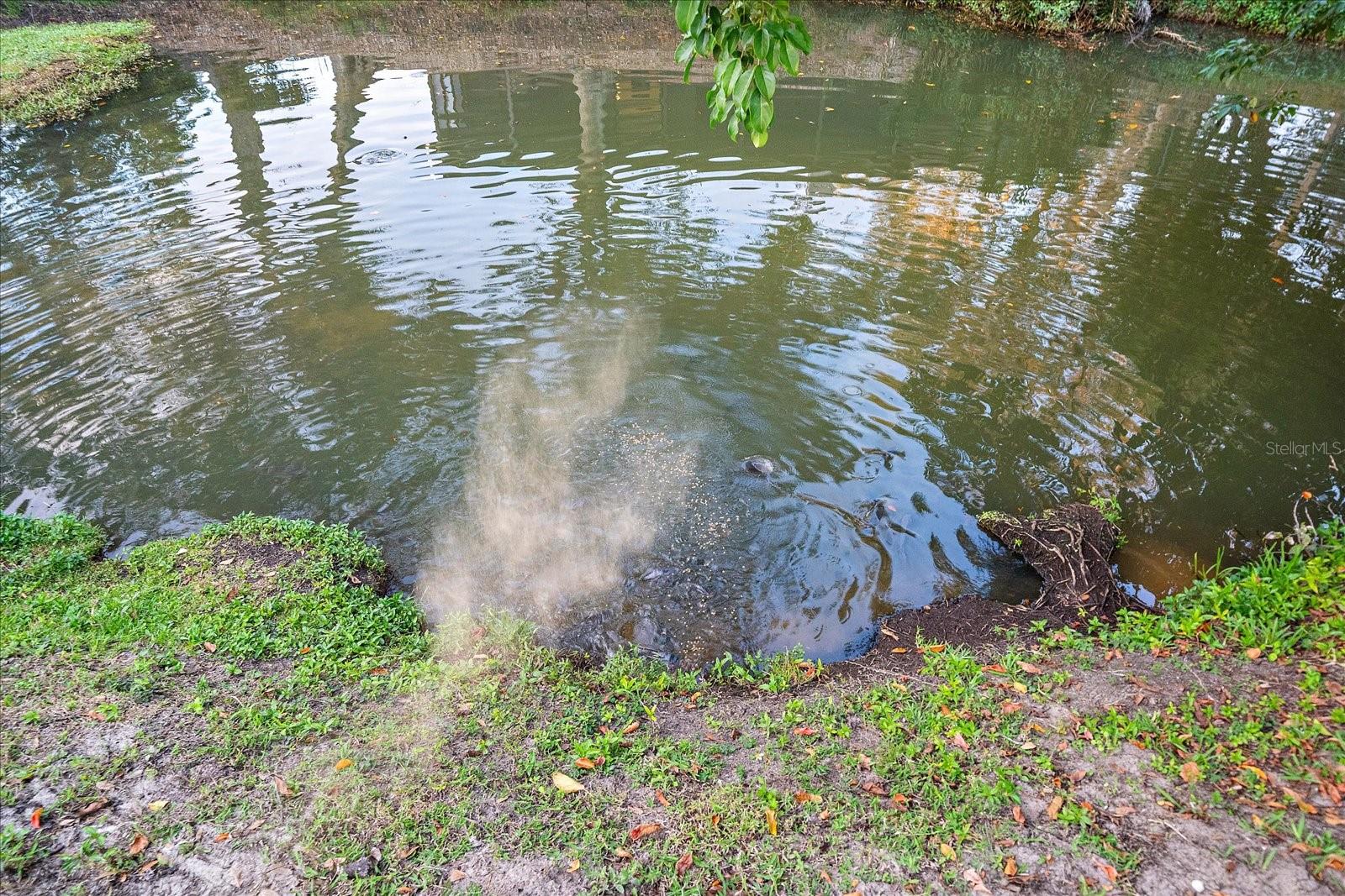 Image 48 of 61 For 3149 Homasassa Road