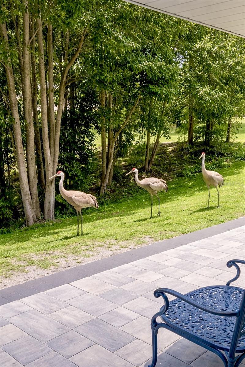 Image 51 of 61 For 3149 Homasassa Road