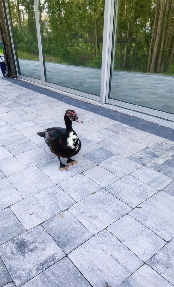 Image 54 of 61 For 3149 Homasassa Road