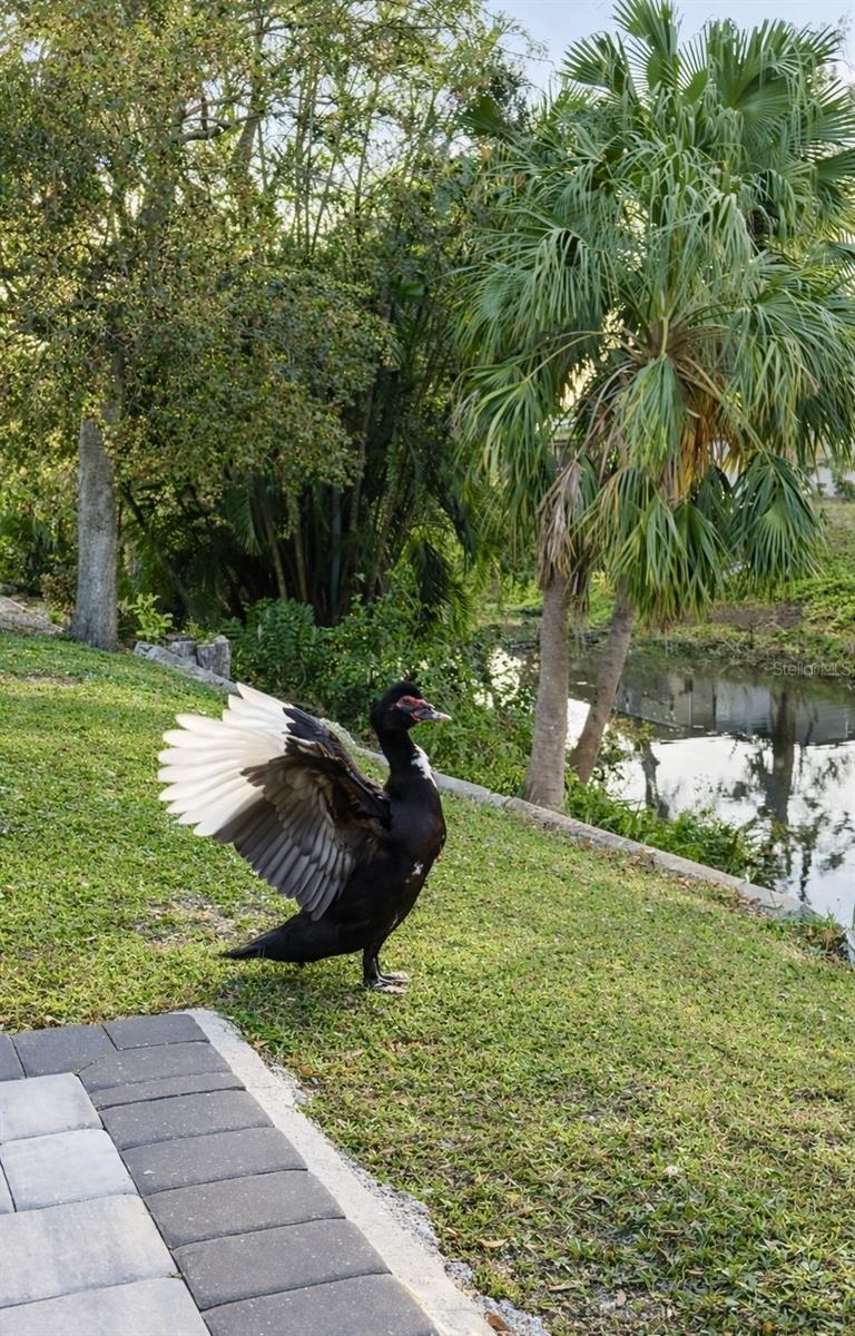 Image 56 of 61 For 3149 Homasassa Road