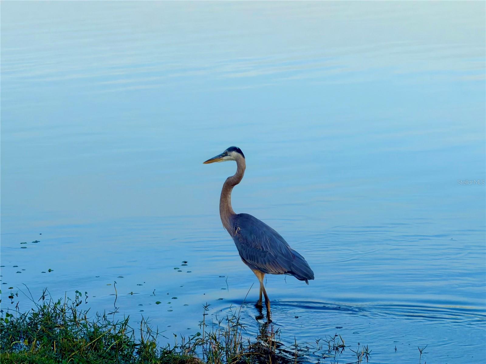 Image 30 of 30 For 8099 Saint Kitts Circle