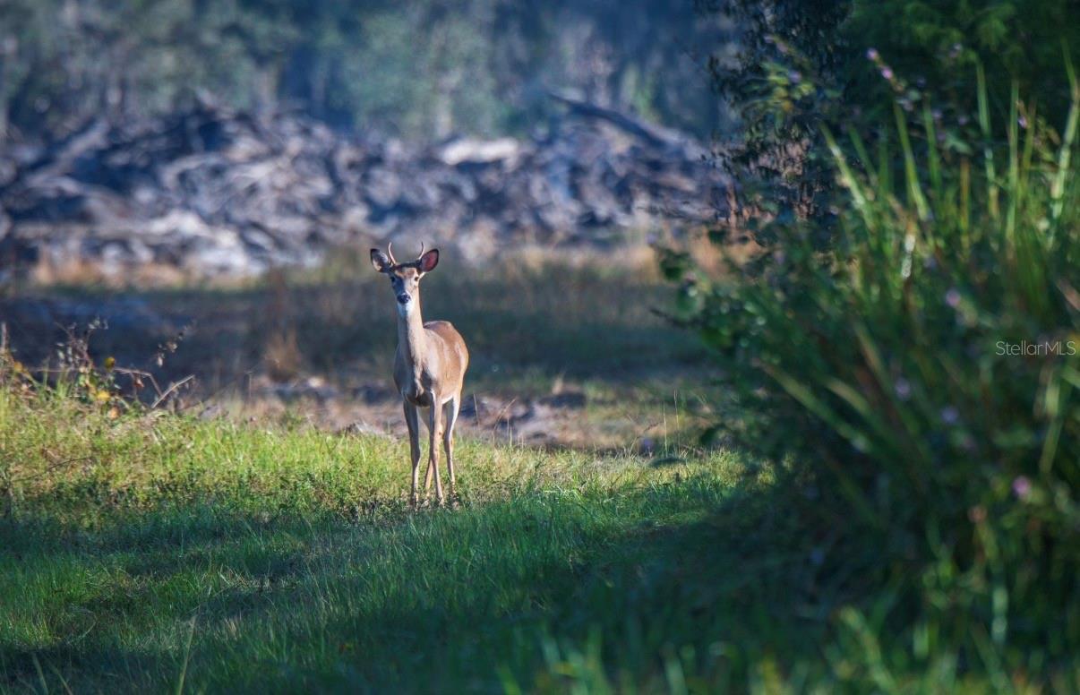 Image 15 of 36 For 1061 Harris Road