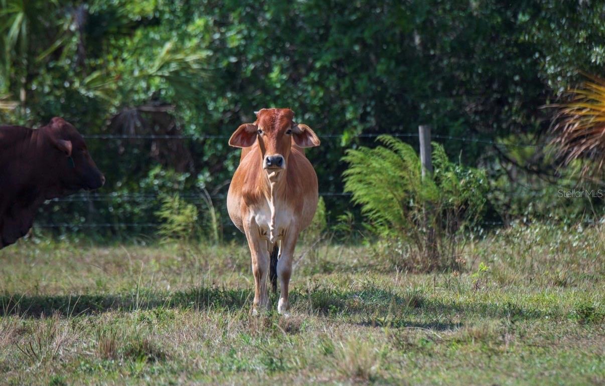 Image 16 of 36 For 1061 Harris Road