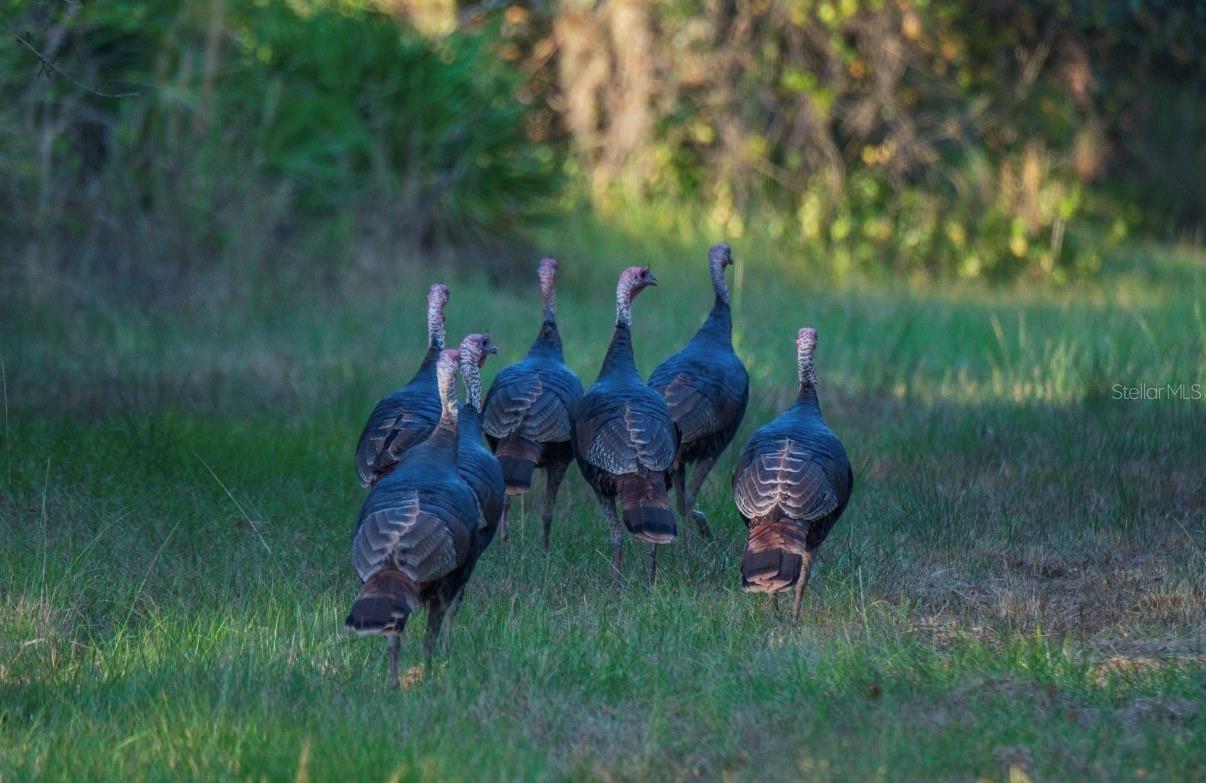 Image 19 of 36 For 1061 Harris Road