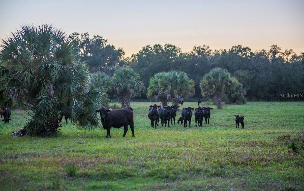 Image 30 of 36 For 1061 Harris Road