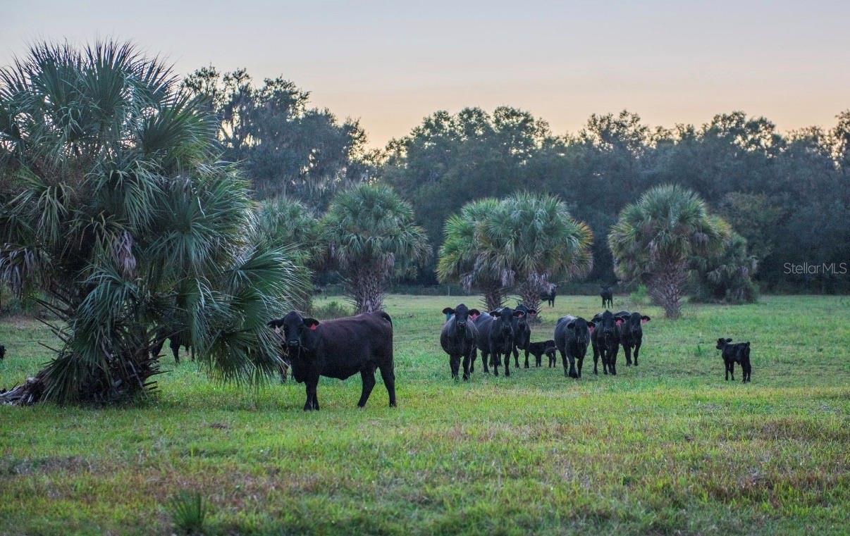 Image 31 of 36 For 1061 Harris Road