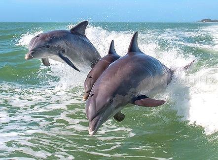 Image 30 of 38 For 3730 Pinebrook Circle 103