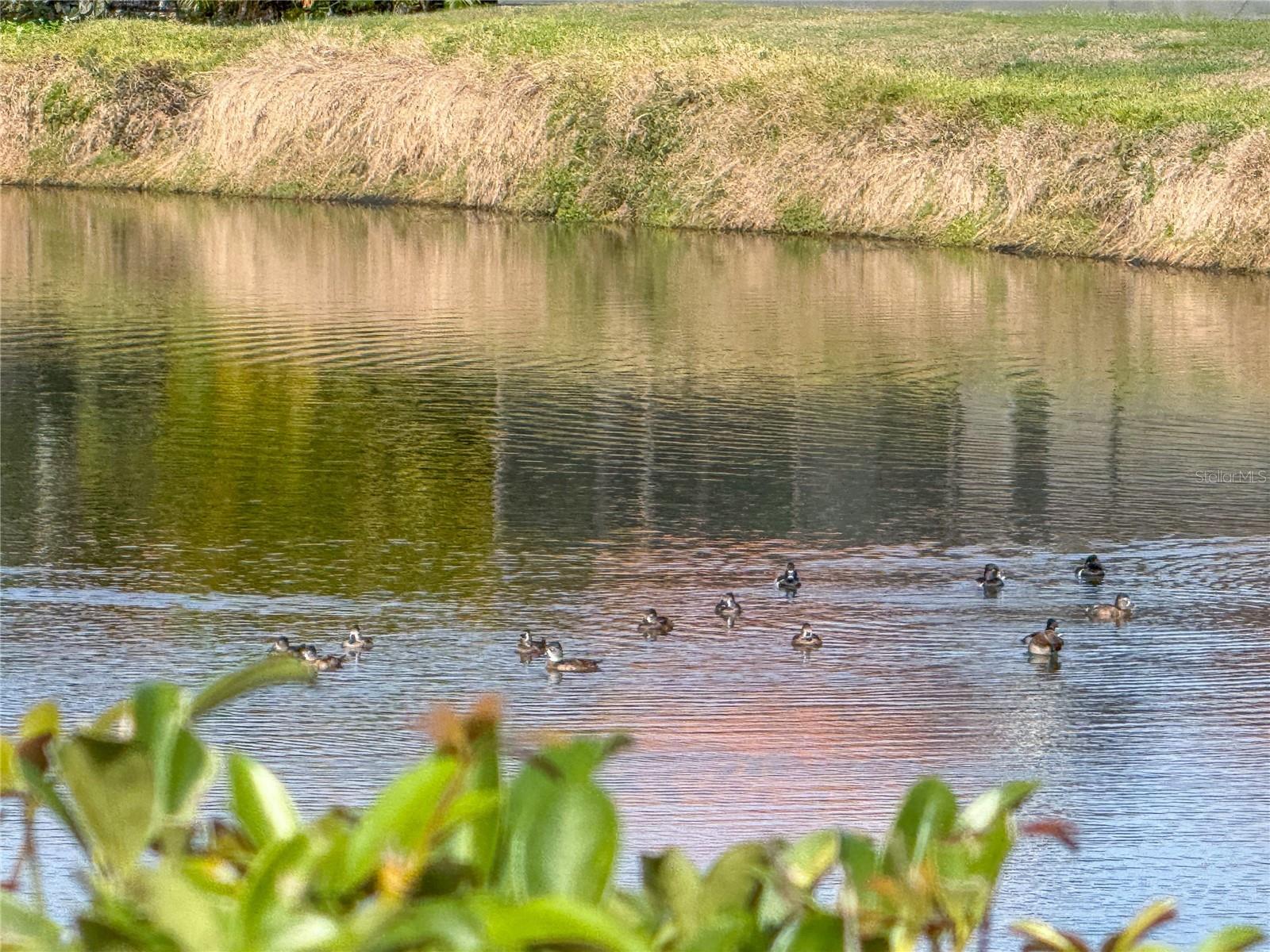 Image 51 of 52 For 5969 San Michelle Drive