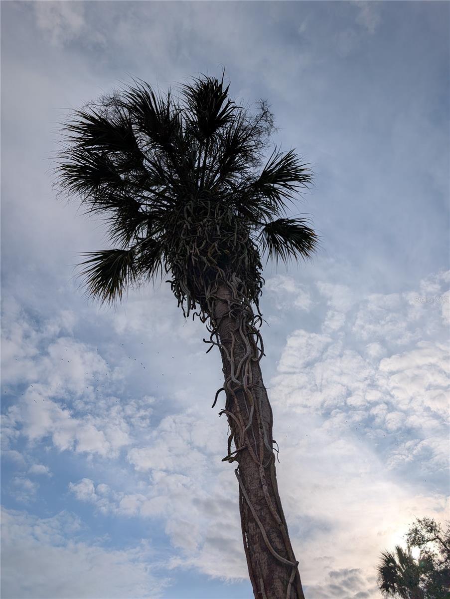 Image 26 of 26 For 6031 Arlene Way