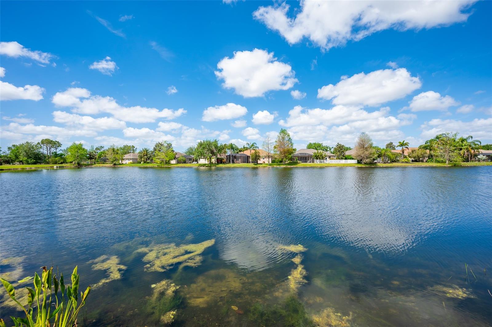 Image 47 of 58 For 14214 Cattle Egret Place