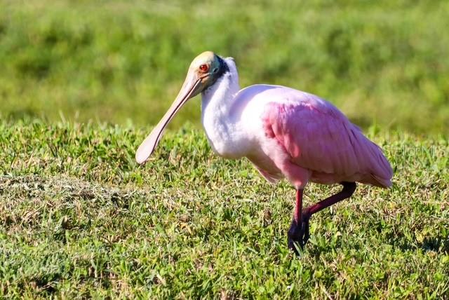 Image 46 of 50 For 8226 Barton Farms Boulevard