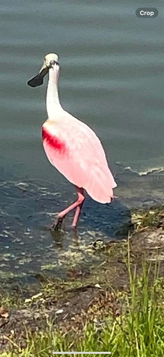 Image 53 of 54 For 8083 Waterbend Trail