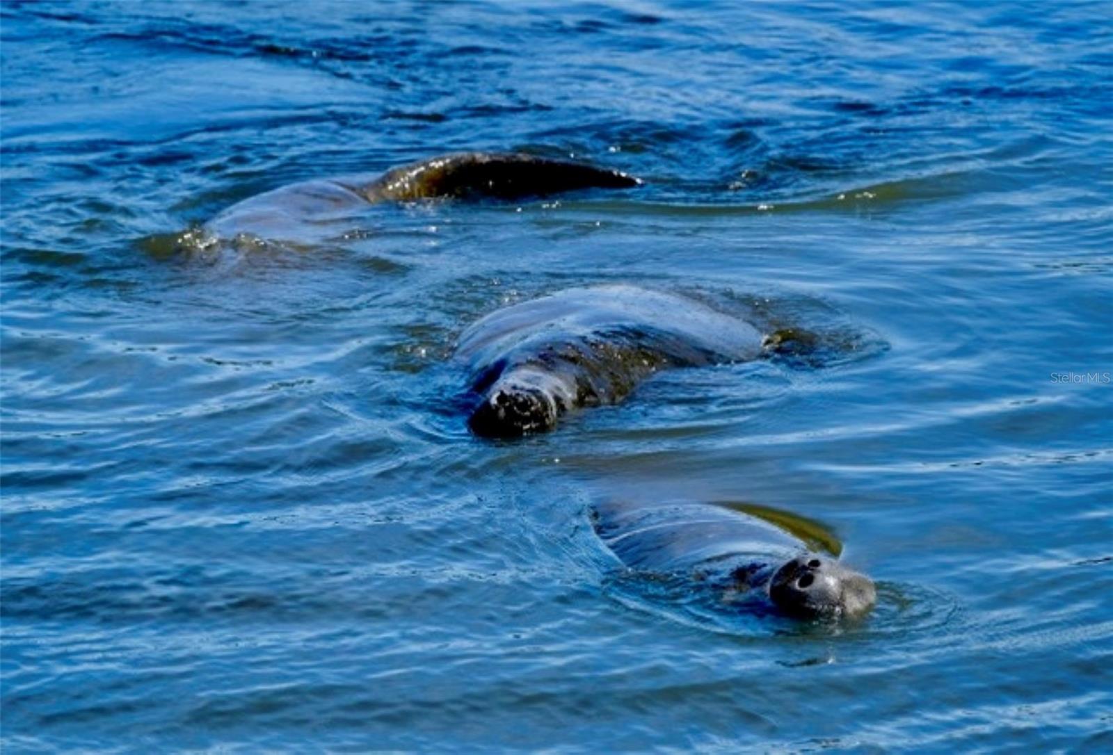 Image 32 of 79 For 4409 Mount Vernon Drive