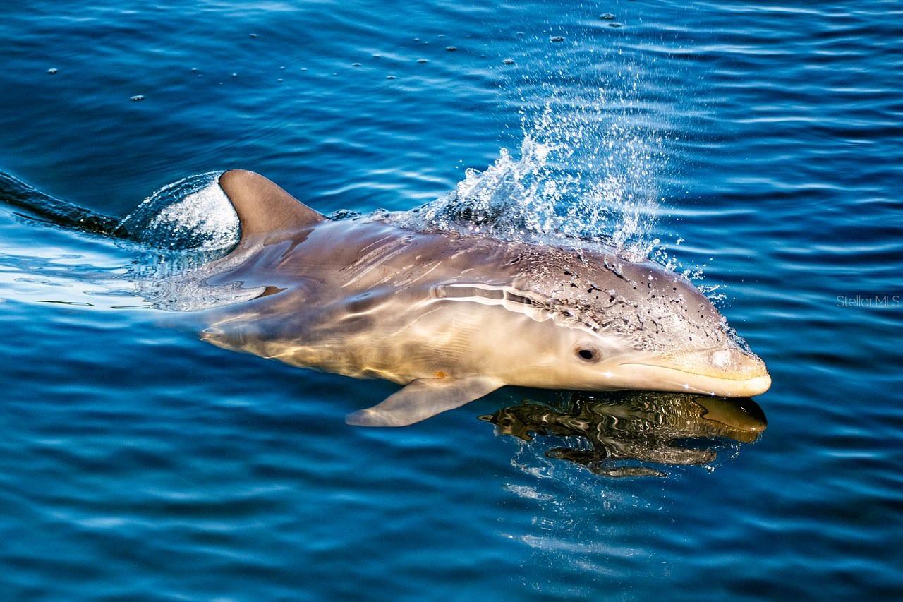 Image 10 of 93 For 4310 Falmouth Drive 102