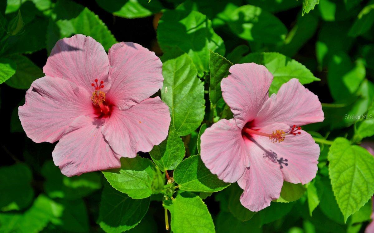 Image 45 of 56 For 5300 Ocean Boulevard 301