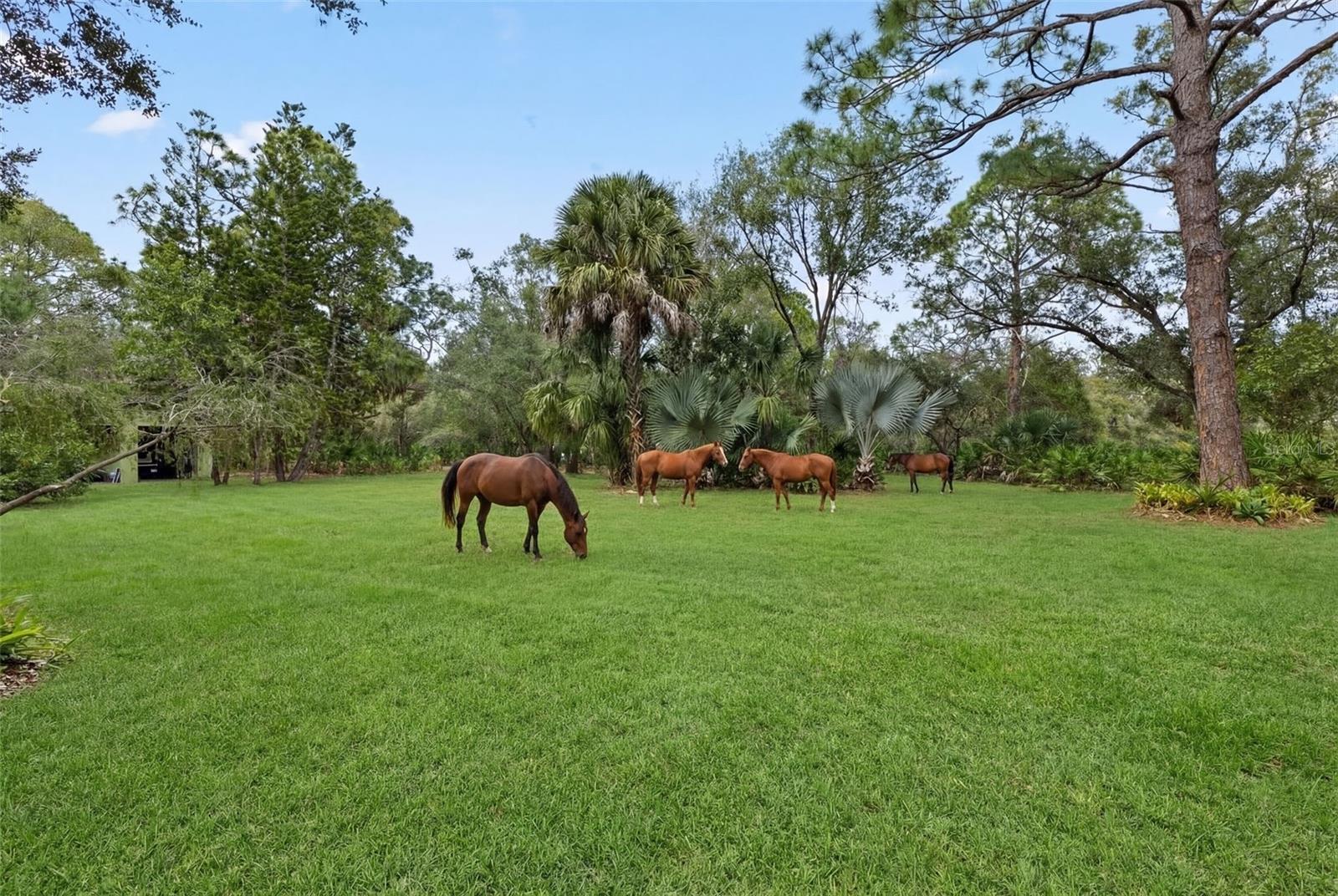 Image 66 of 72 For 6950 El Dorado Drive