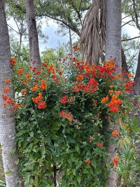 Image 67 of 76 For 7604 Weeping Willow Circle