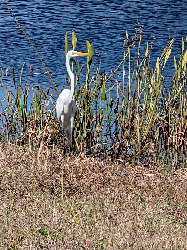 Image 70 of 74 For 19613 Long Lake Ranch Boulevard