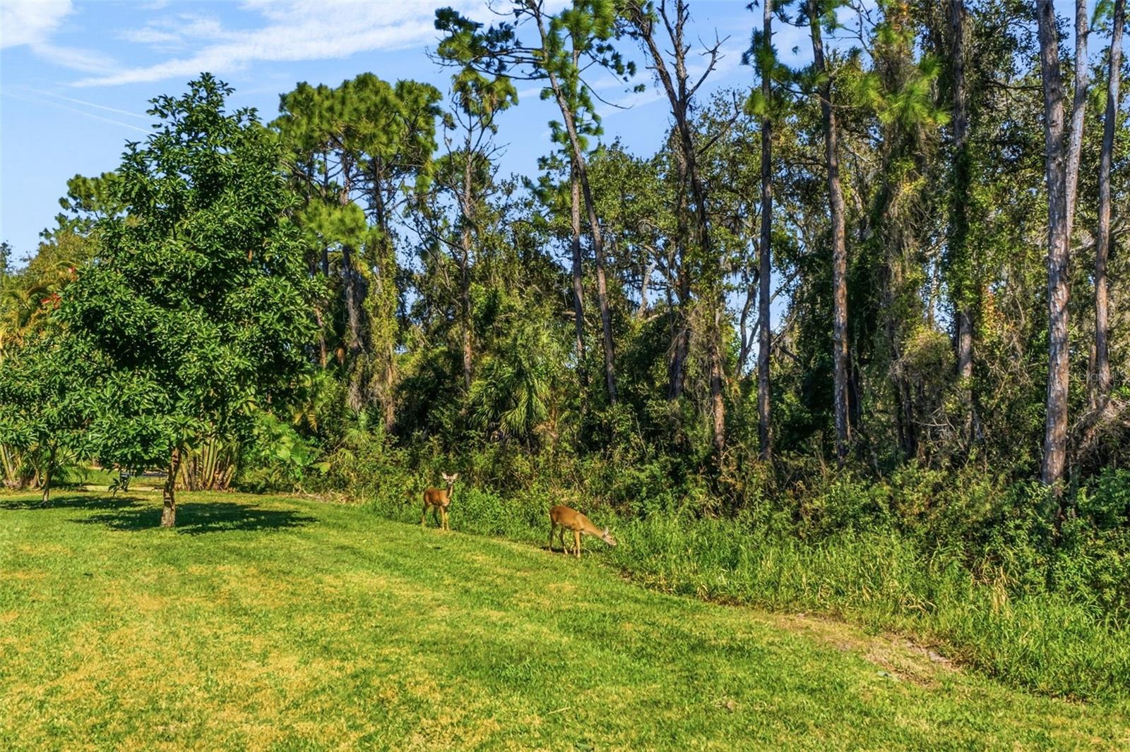 Image 51 of 64 For 7020 Scrub Jay Drive