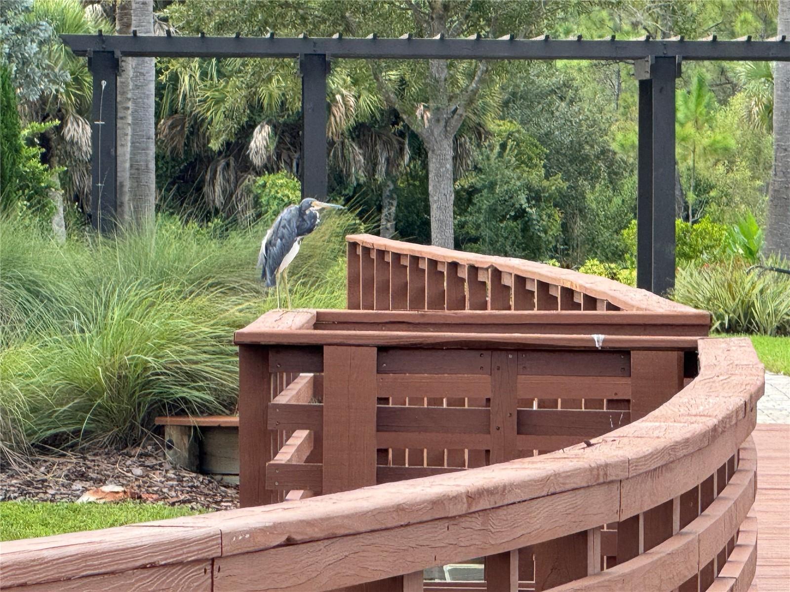 Image 42 of 43 For 261 Potenza Loop