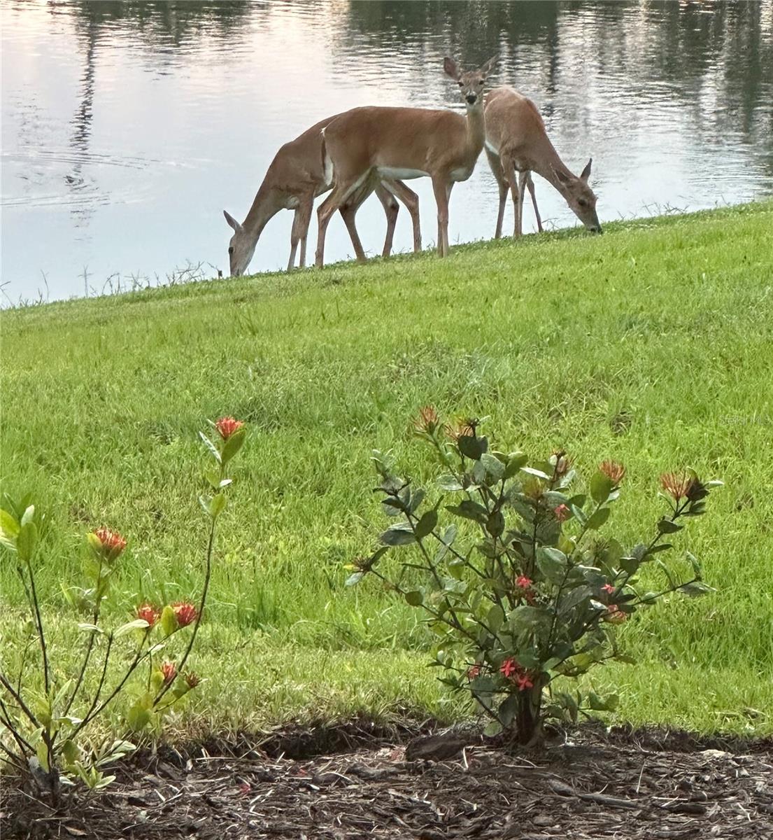 Image 42 of 95 For 10253 Canaveral Circle