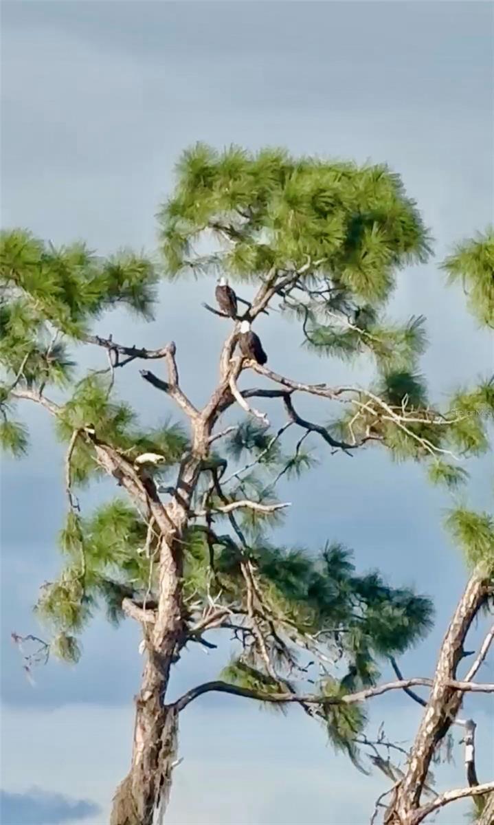 Image 43 of 95 For 10253 Canaveral Circle