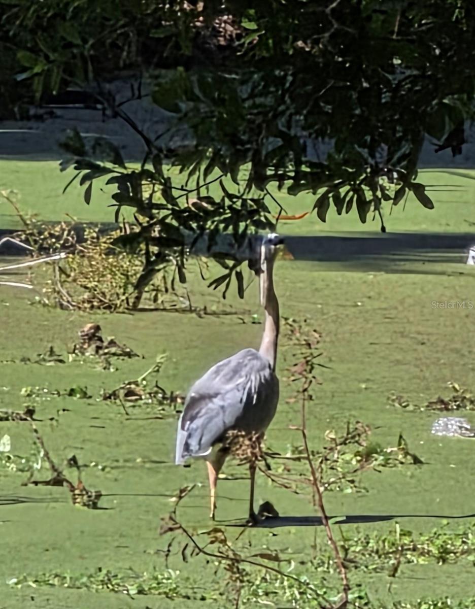 Image 58 of 62 For 5165 Cedar Hammock Ln  5165