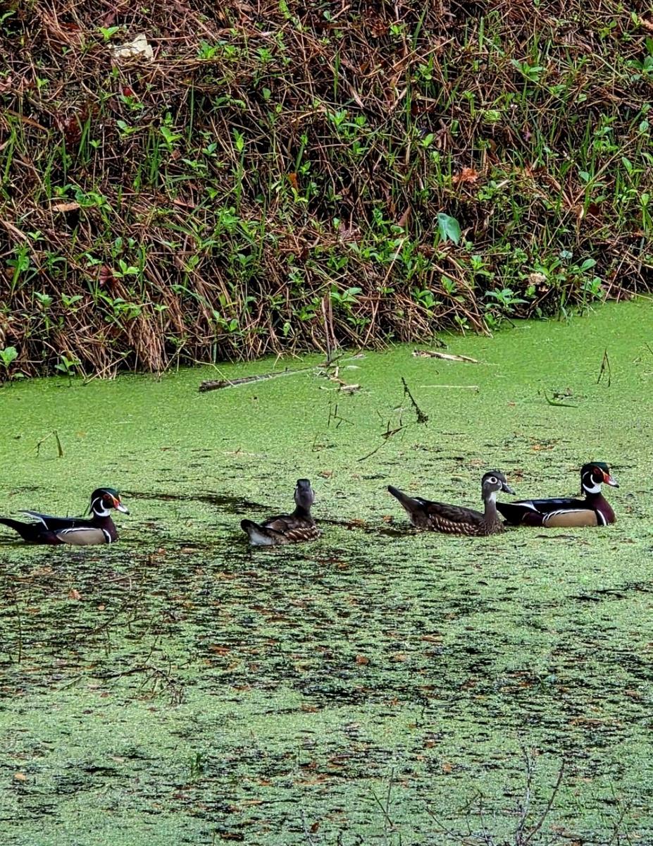 Image 59 of 62 For 5165 Cedar Hammock Ln  5165