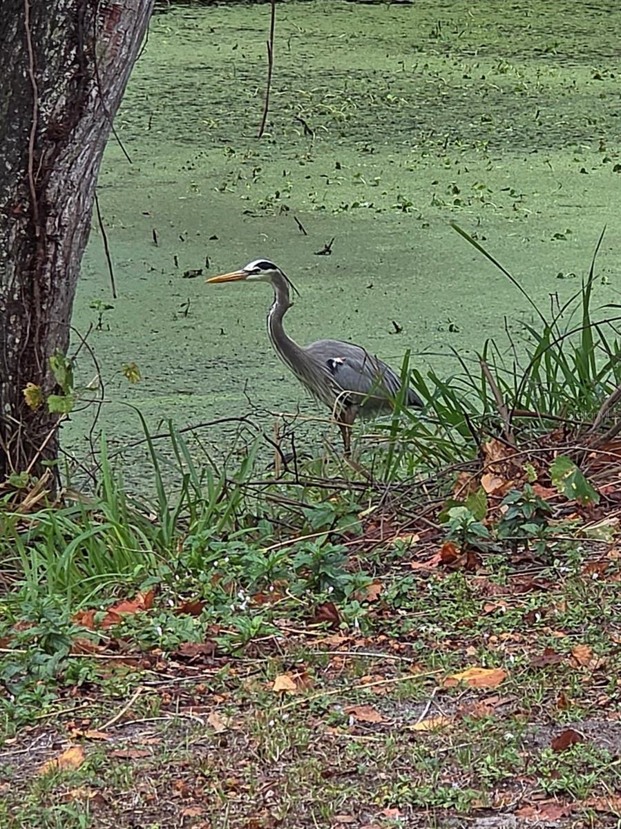 Image 60 of 62 For 5165 Cedar Hammock Ln  5165