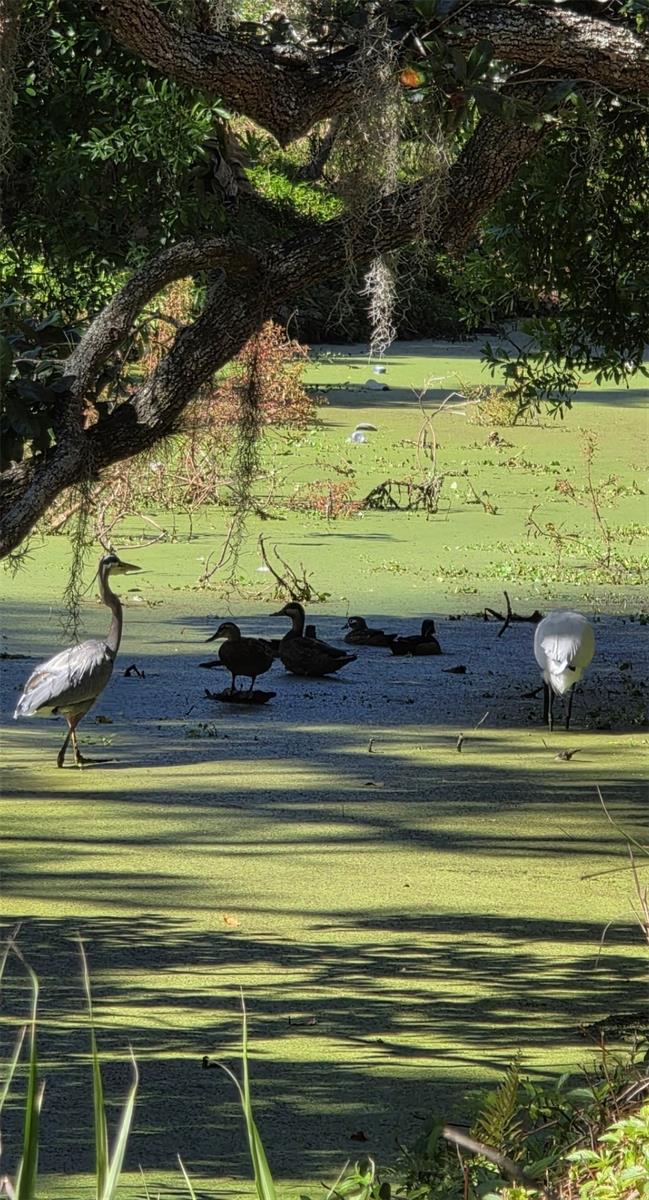 Image 61 of 62 For 5165 Cedar Hammock Ln  5165