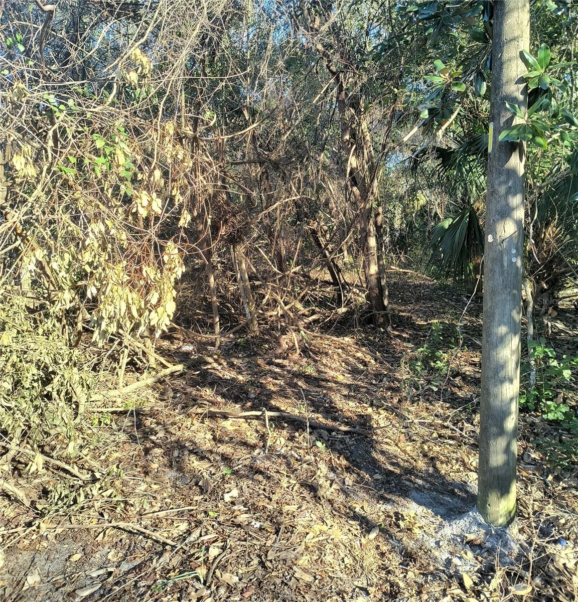 Image 5 of 19 For 1929 7th Place