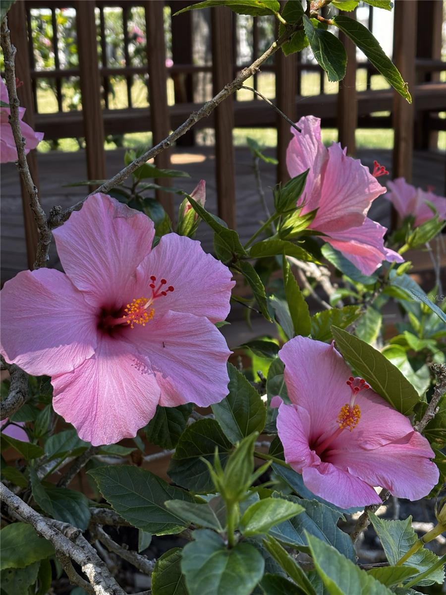 Image 58 of 75 For 4220 Central Sarasota Parkway 1214