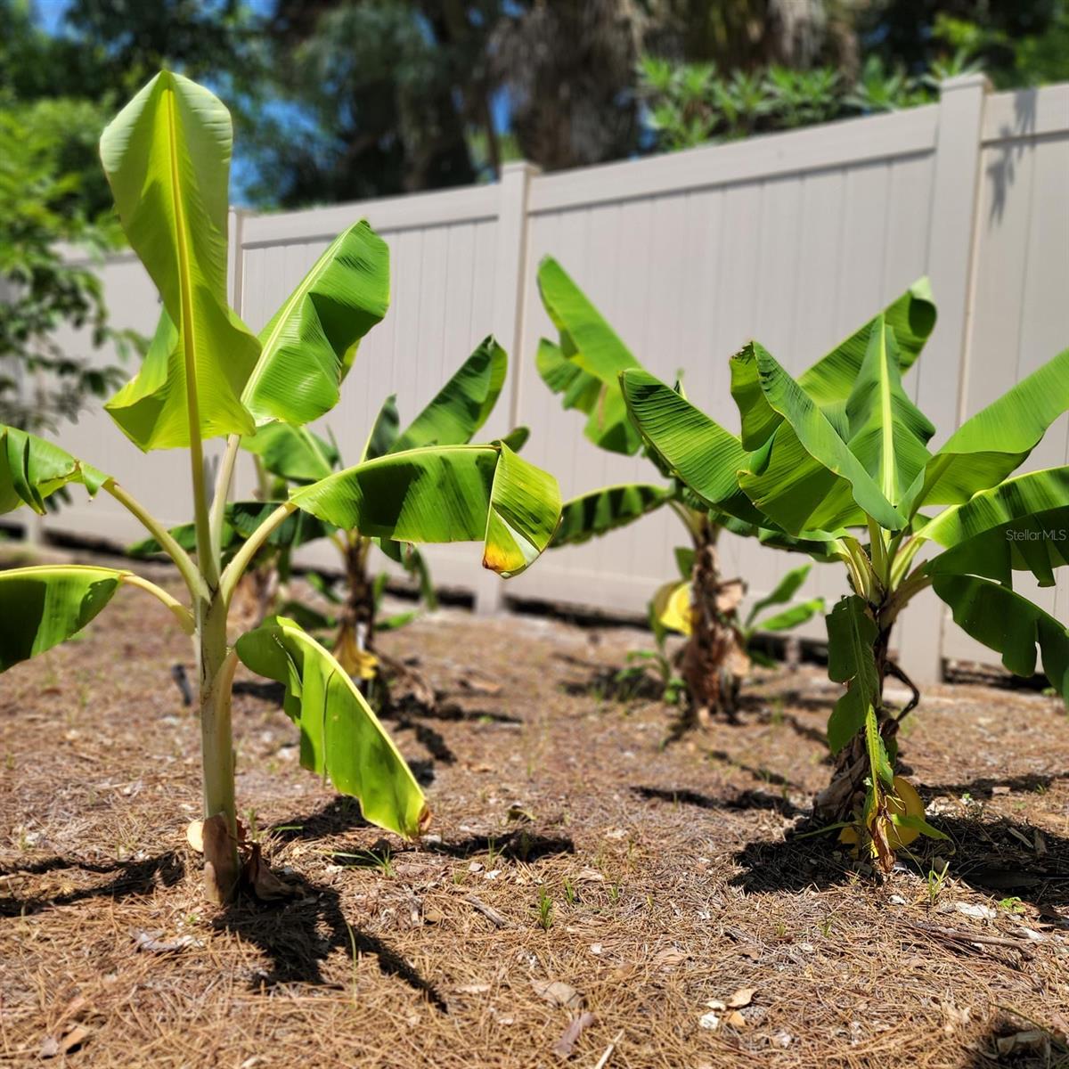 Image 32 of 41 For 3624 Peck Street