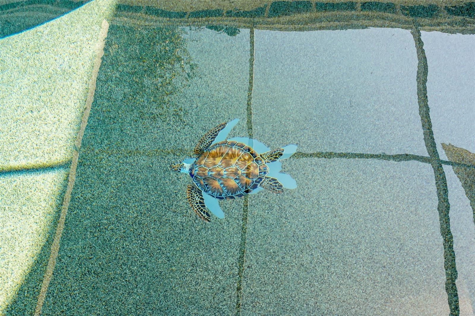 Image 37 of 47 For 4819 Palmetto Point Drive