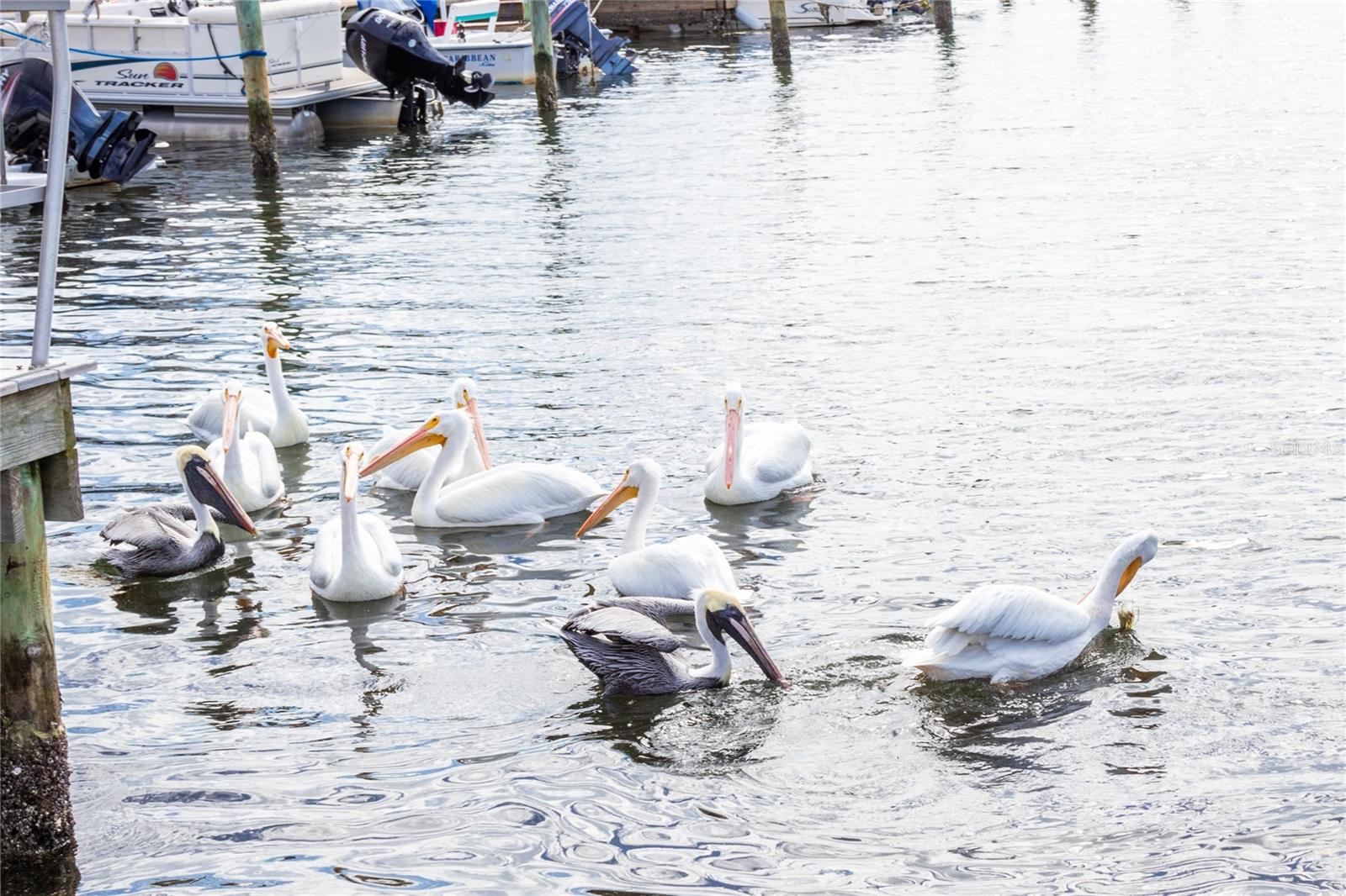 Image 20 of 29 For 10315 Cortez Road W 28-1