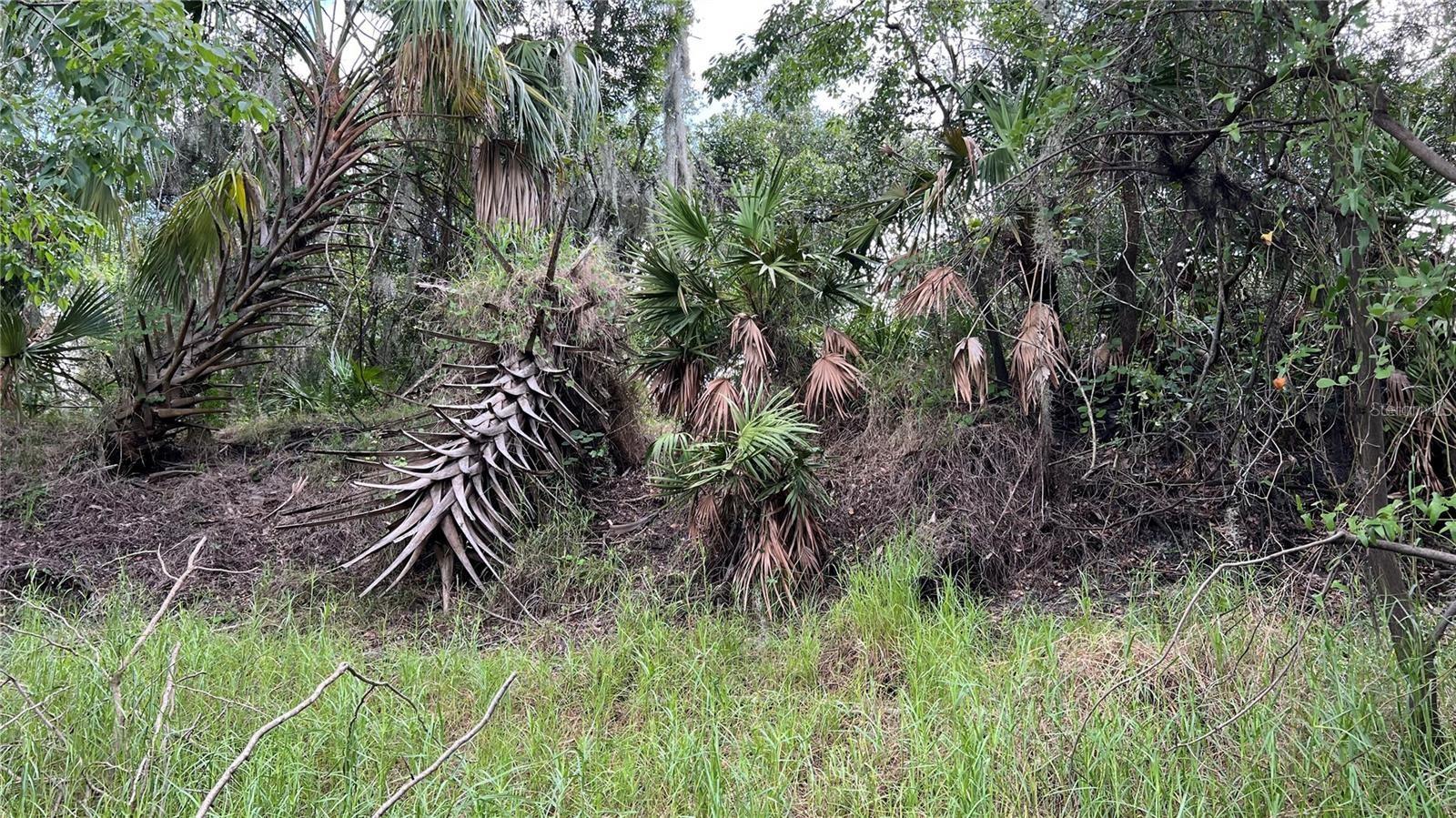 Image 3 of 6 For Nw Scout Avenue