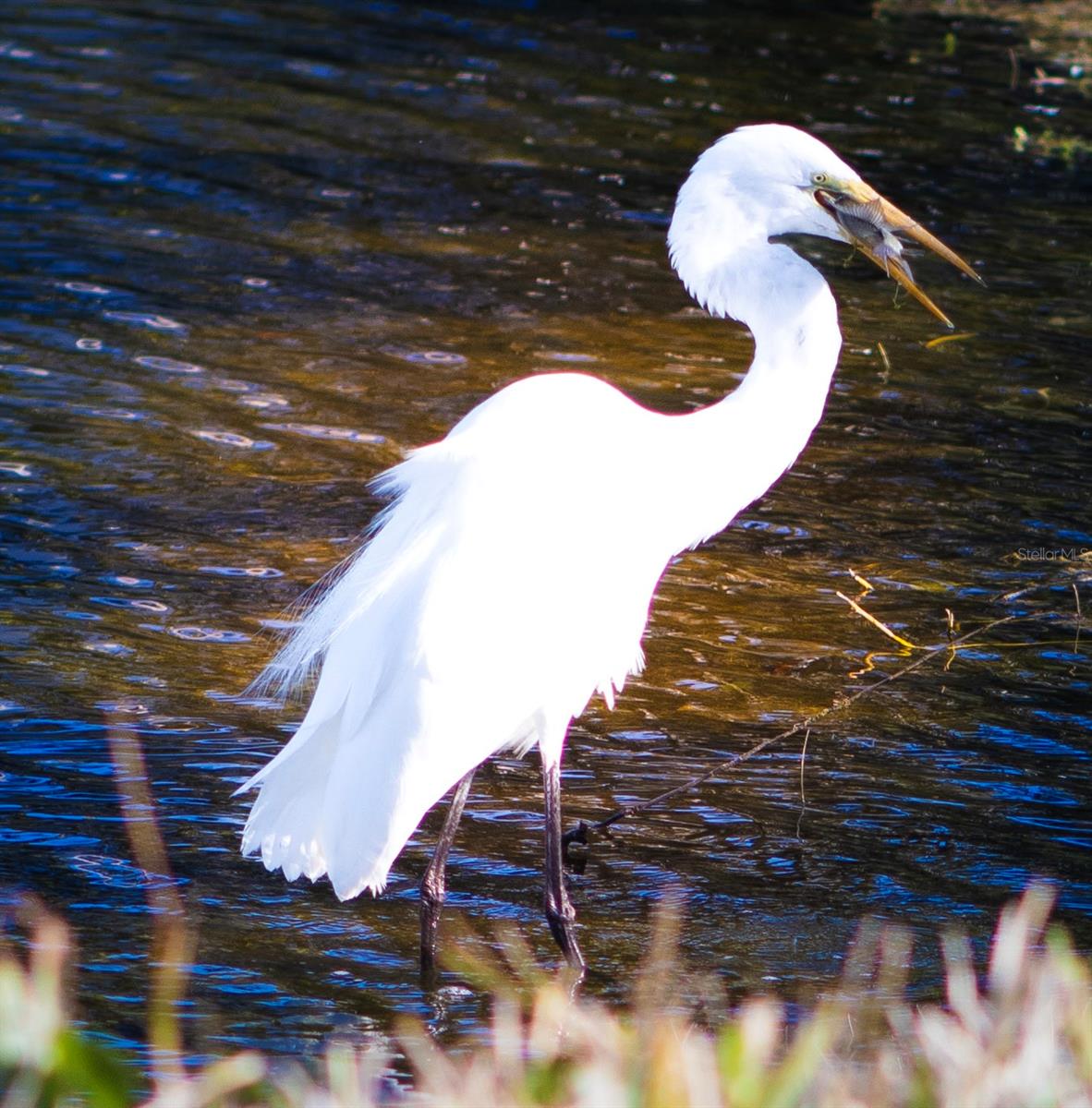 Image 25 of 25 For 863 Audubon Drive 863