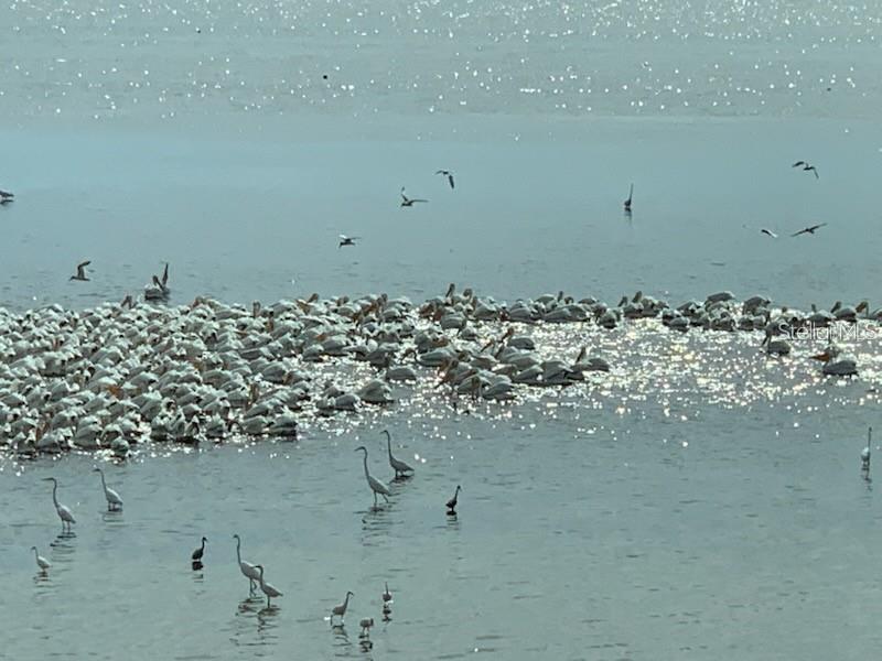 Image 50 of 55 For 6470 Mourning Dove Drive 203