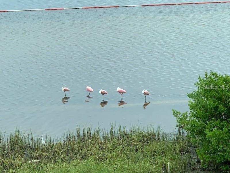 Image 51 of 55 For 6470 Mourning Dove Drive 203