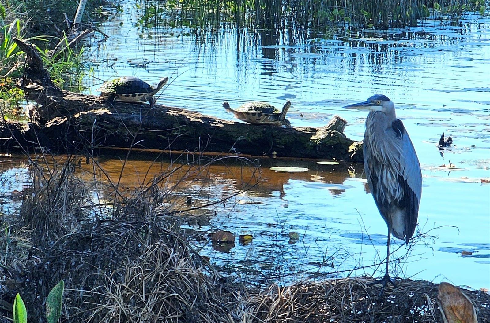 Image 45 of 55 For 1718 86th Street Nw